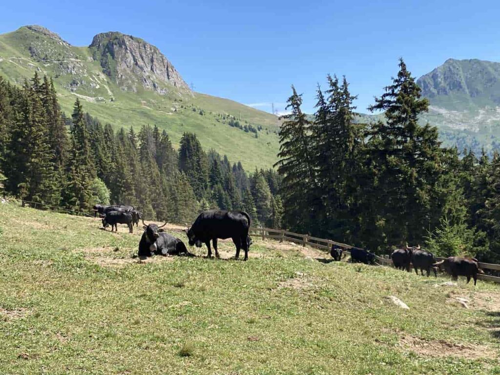 Швейцария: Вербье летом
